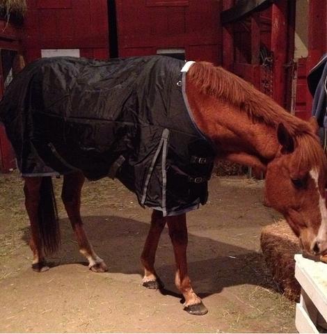 The SmartPak Ultimate Turnout Blanket is a Blanket that Lasts!