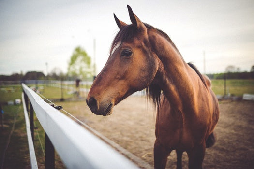 Balancing Life & Riding by Equestrianista Lola Keene