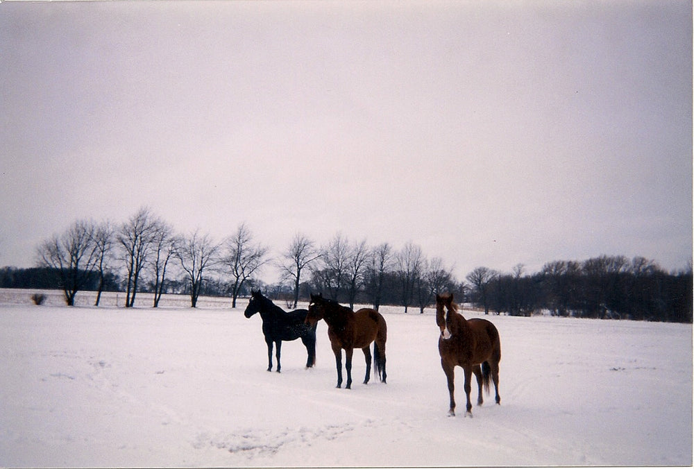 Does My Horse Need a Blanket